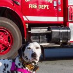 International 4900 Fuel Tank